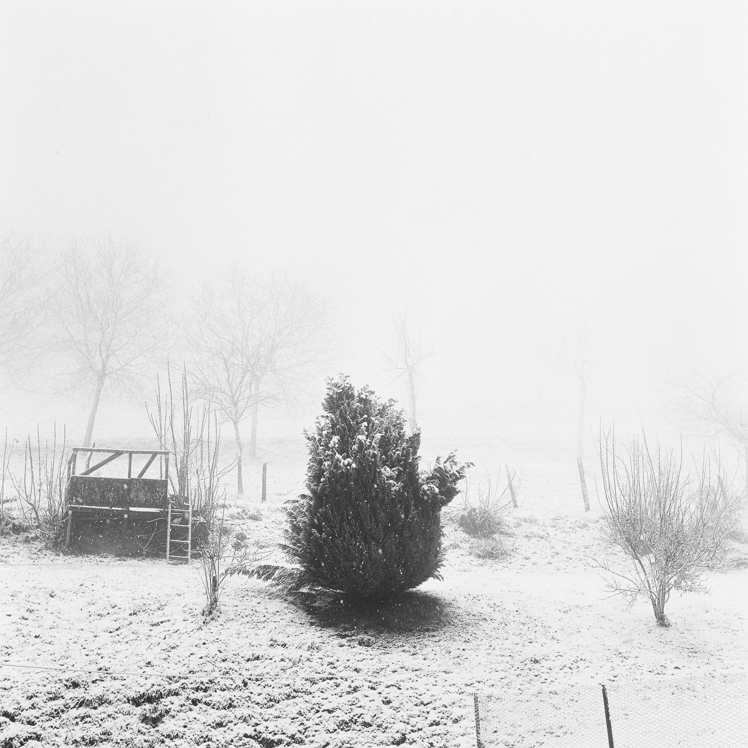 petitarbre