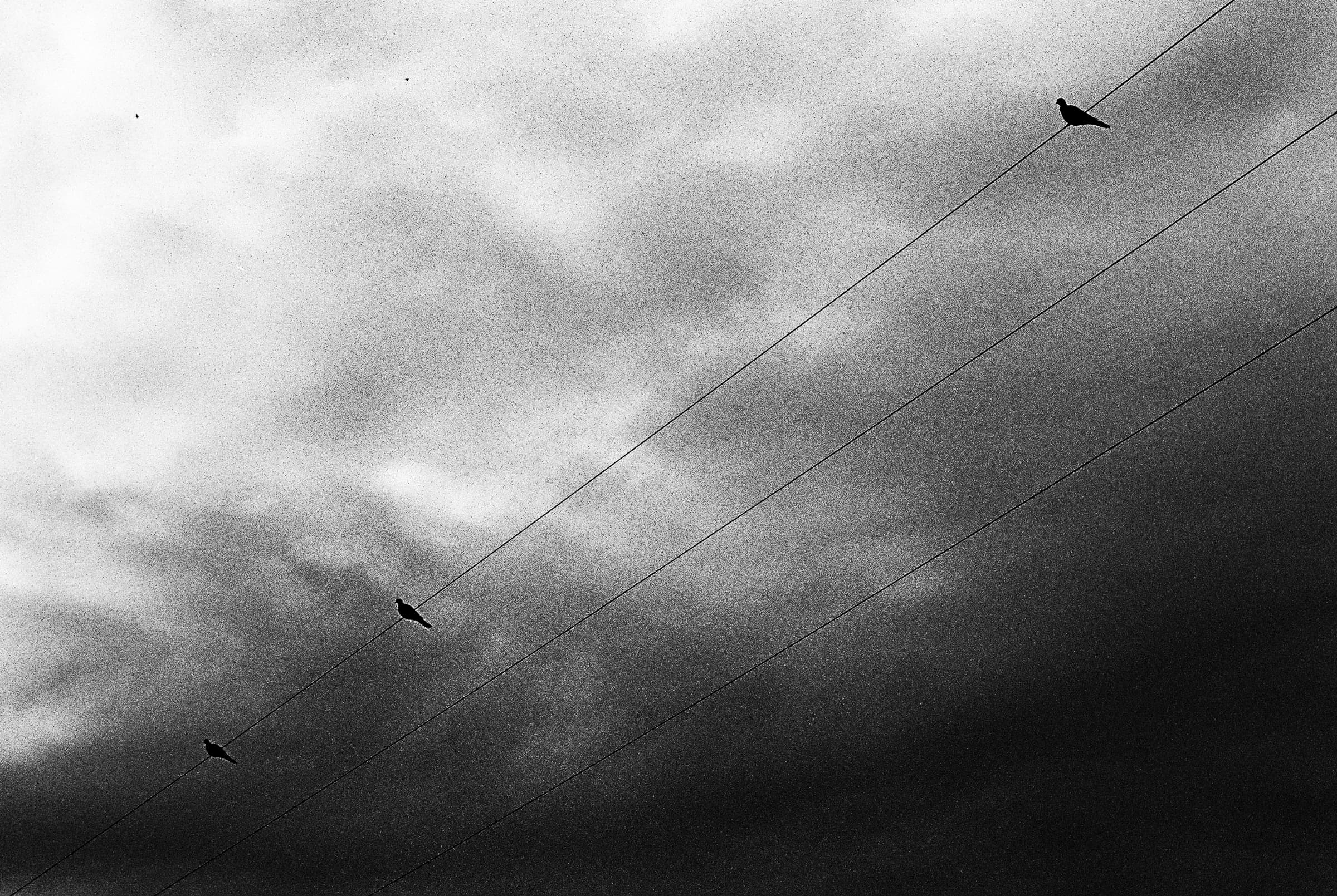 birdsontheline