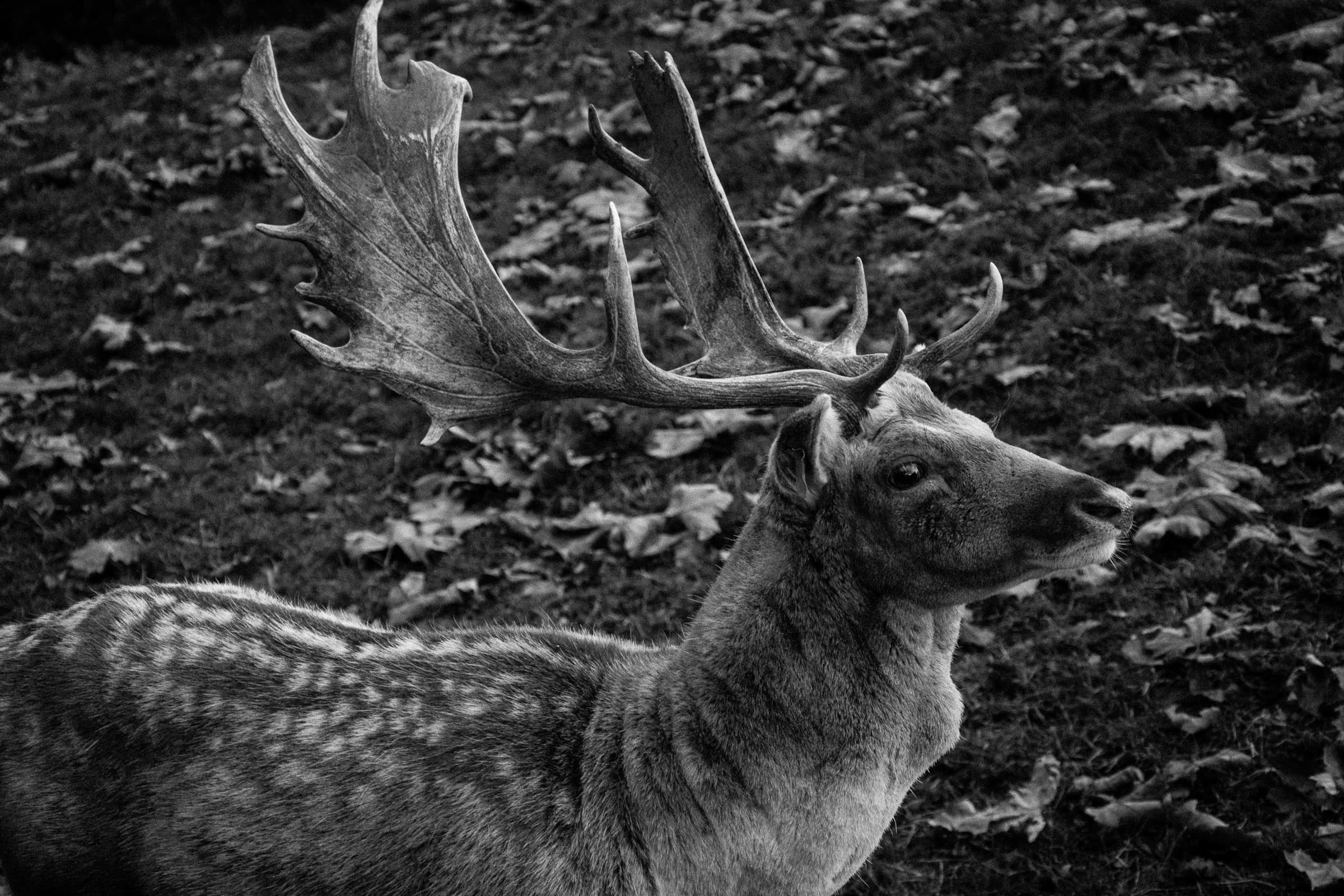 cerf
