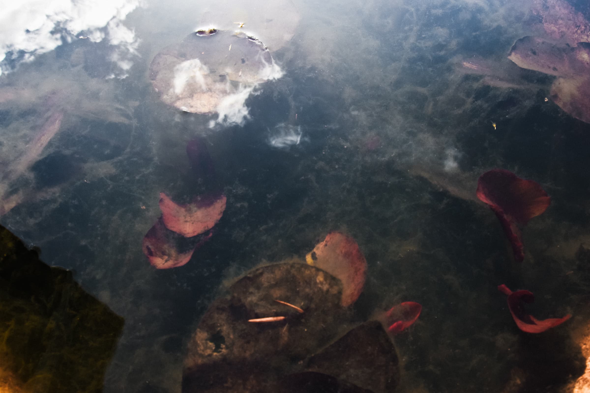 miroir_automne